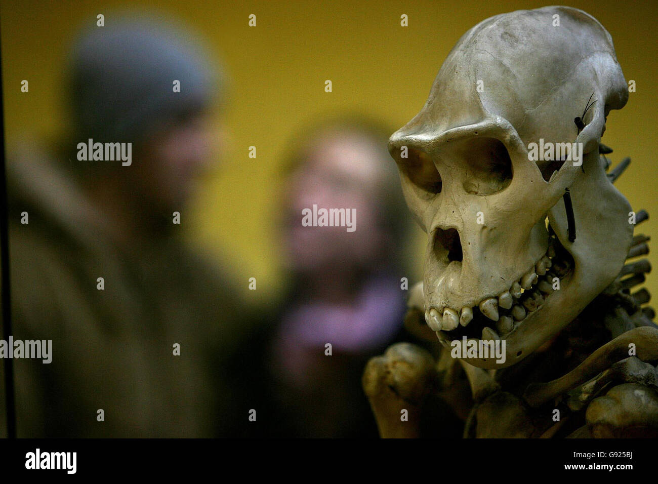 Members of the public tour the Natural History Museum in Dublin Wednesday 14 December 2005 next to a skeleton of a gorilla. PRESS ASSOCIATION Photo. Photo credit should read: Julien Behal/PA ** ** Stock Photo
