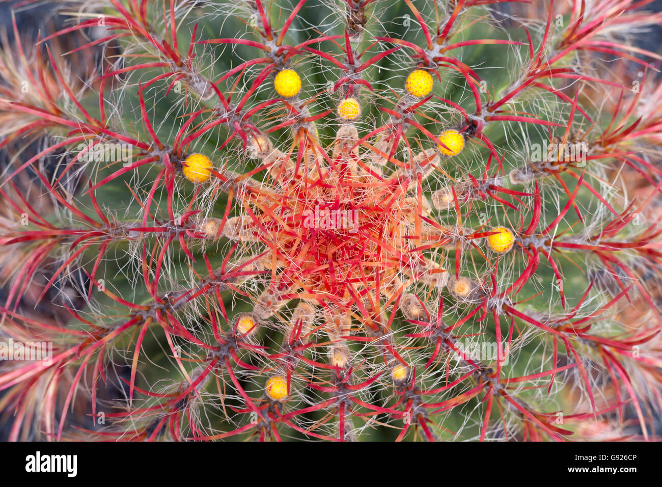 Green and red prickly cactus 'Jardin de Cactus' Guatzia Lanzarote Stock Photo