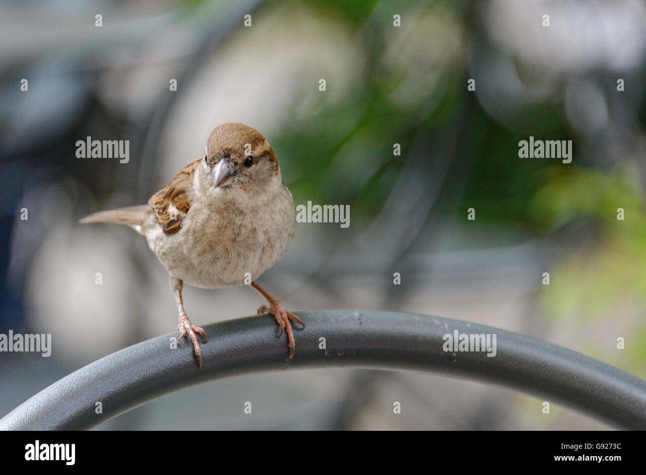 Sparrow on chair back Stock Photo