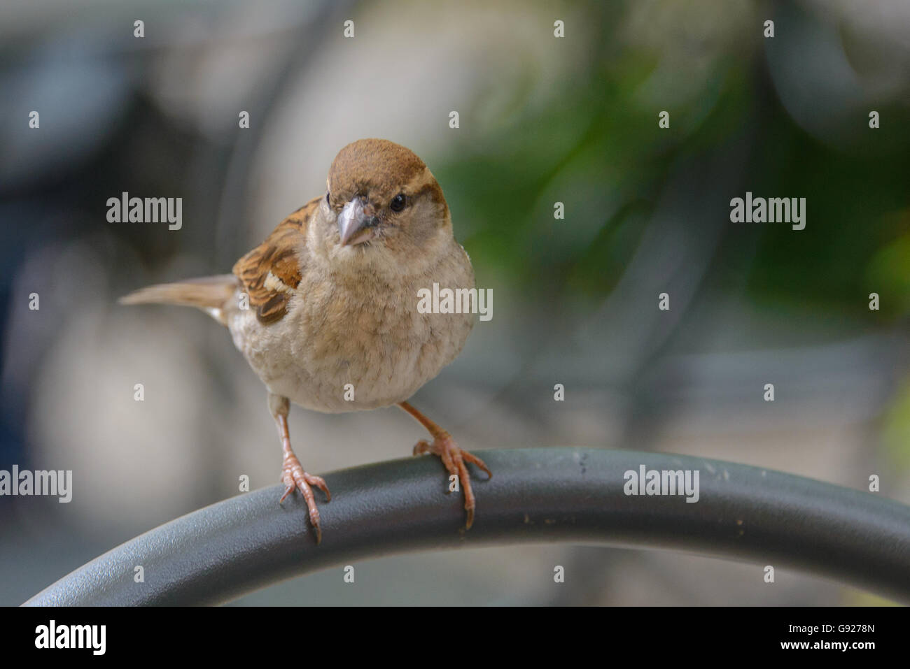Sparrow on chair back Stock Photo