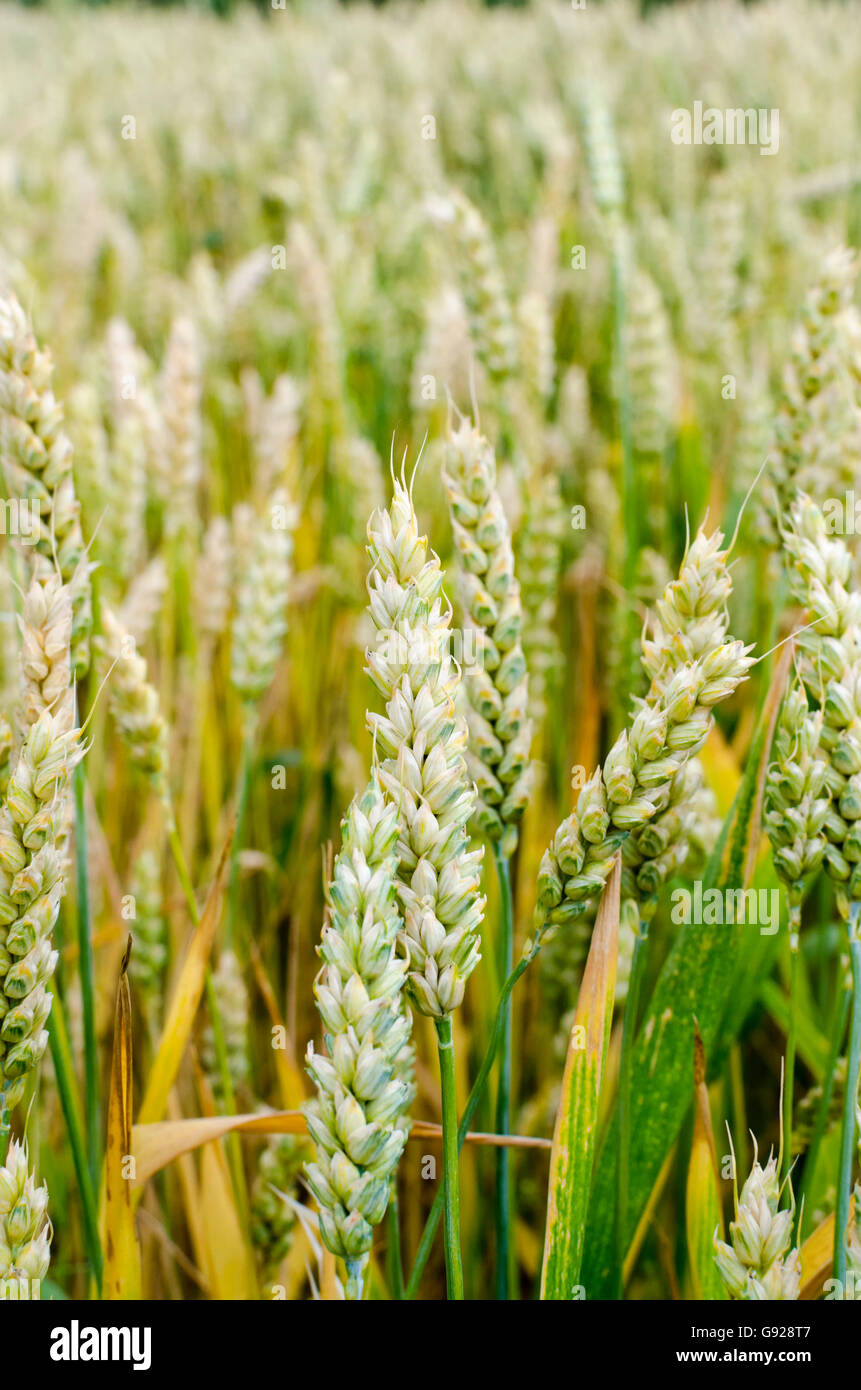 Ears of green wheat growing in a wheat field Stock Photo