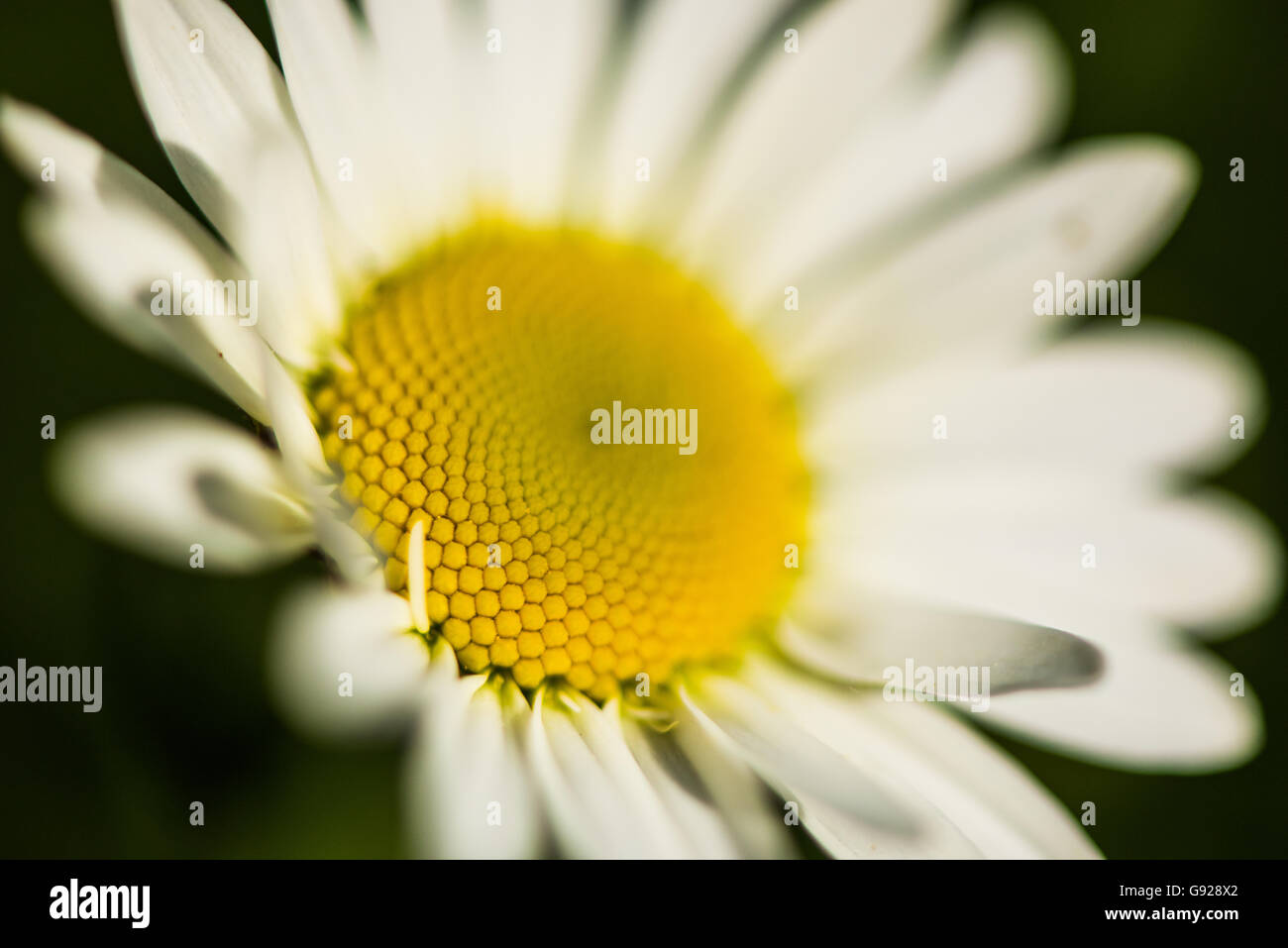 Sunlight white green flower hi-res stock photography and images - Alamy