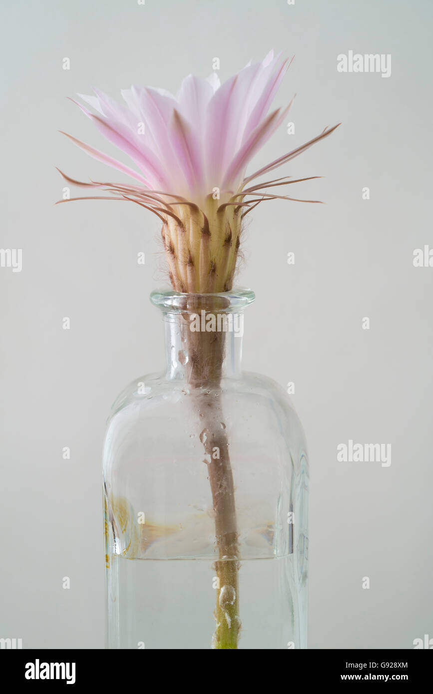 cactus flower in a small glass bottle Stock Photo