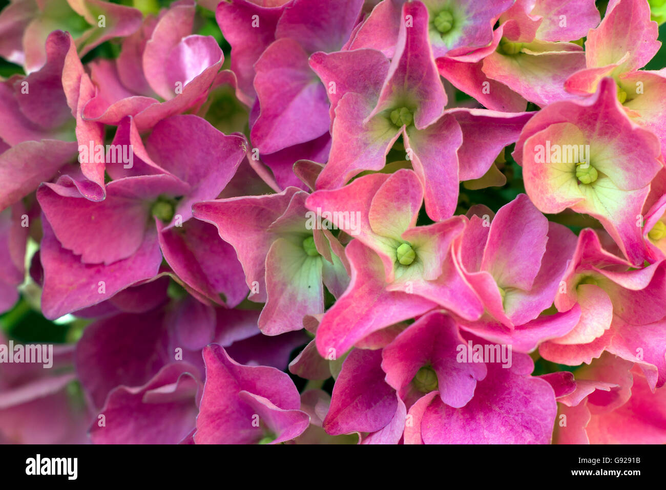 Beautiful Red and Pink Hydrangea Flowers Background Stock Photo - Alamy