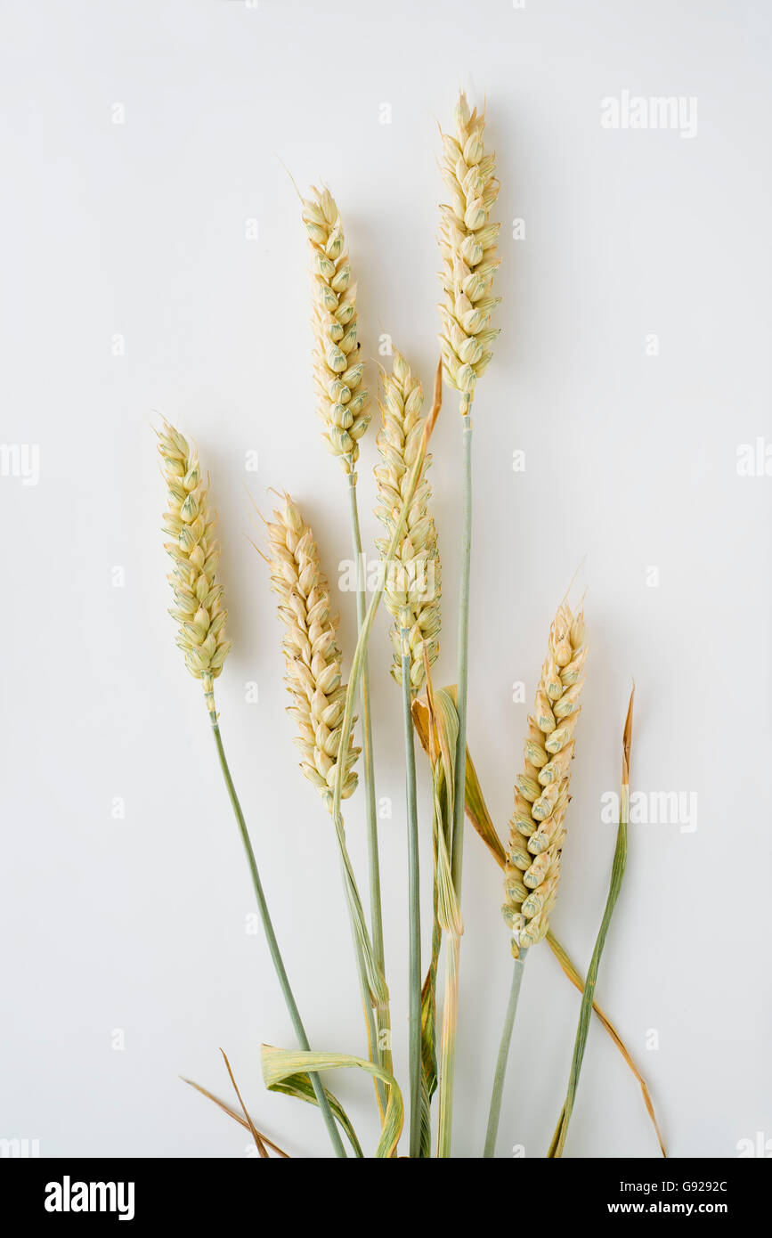 Wheat ears isolated on white background Stock Photo - Alamy