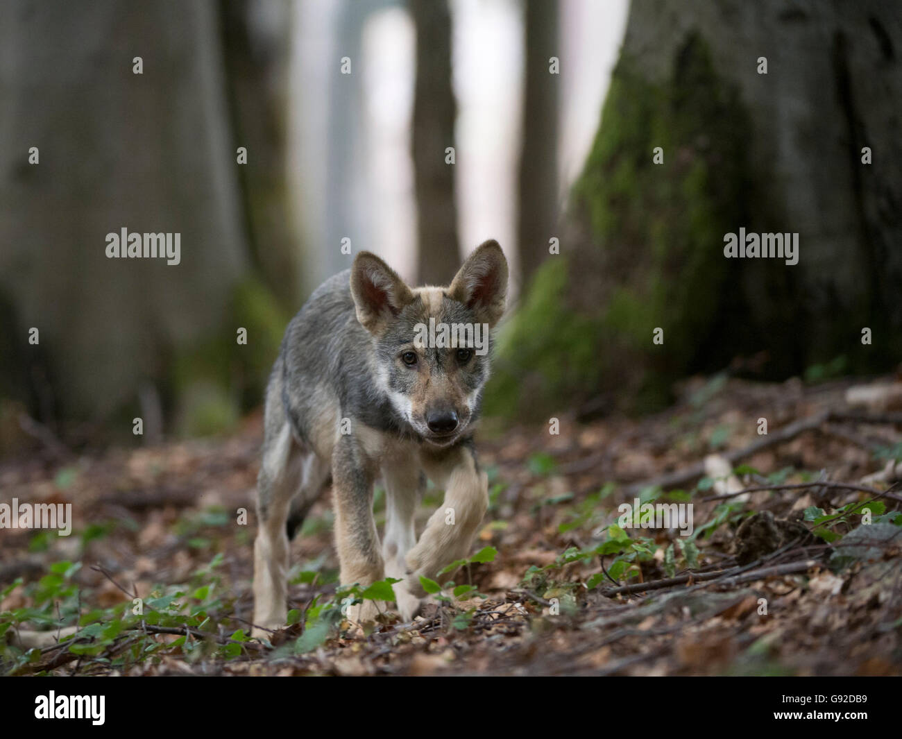 WWolf (Canis lupus), Welpe, ca. 4 Monate Stock Photo