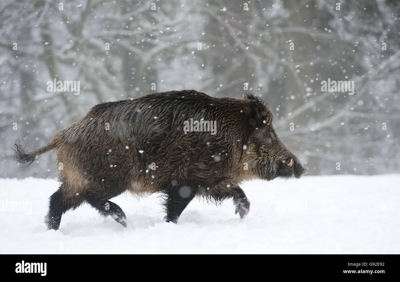 Wild Boar, male in snow / (Sus scrofa) / side Stock Photo