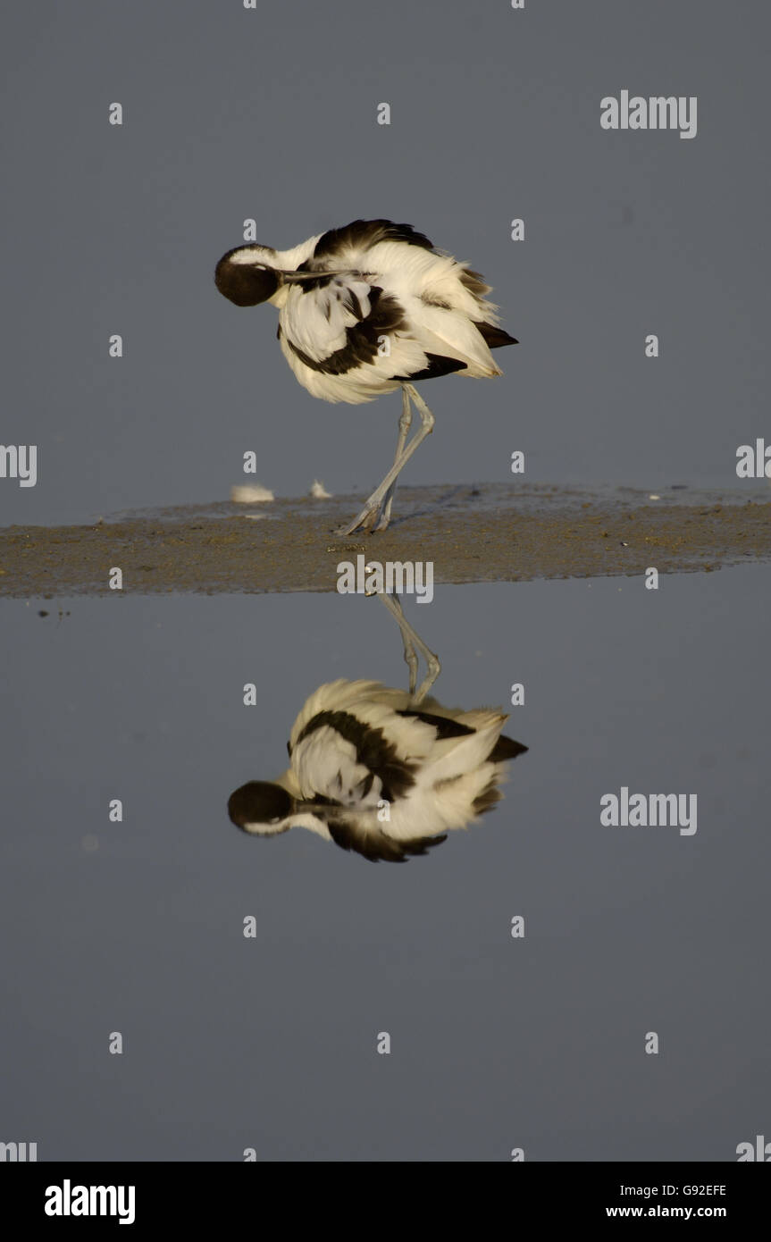 Avocet / (Recurvirostra avosetta Stock Photo Alamy