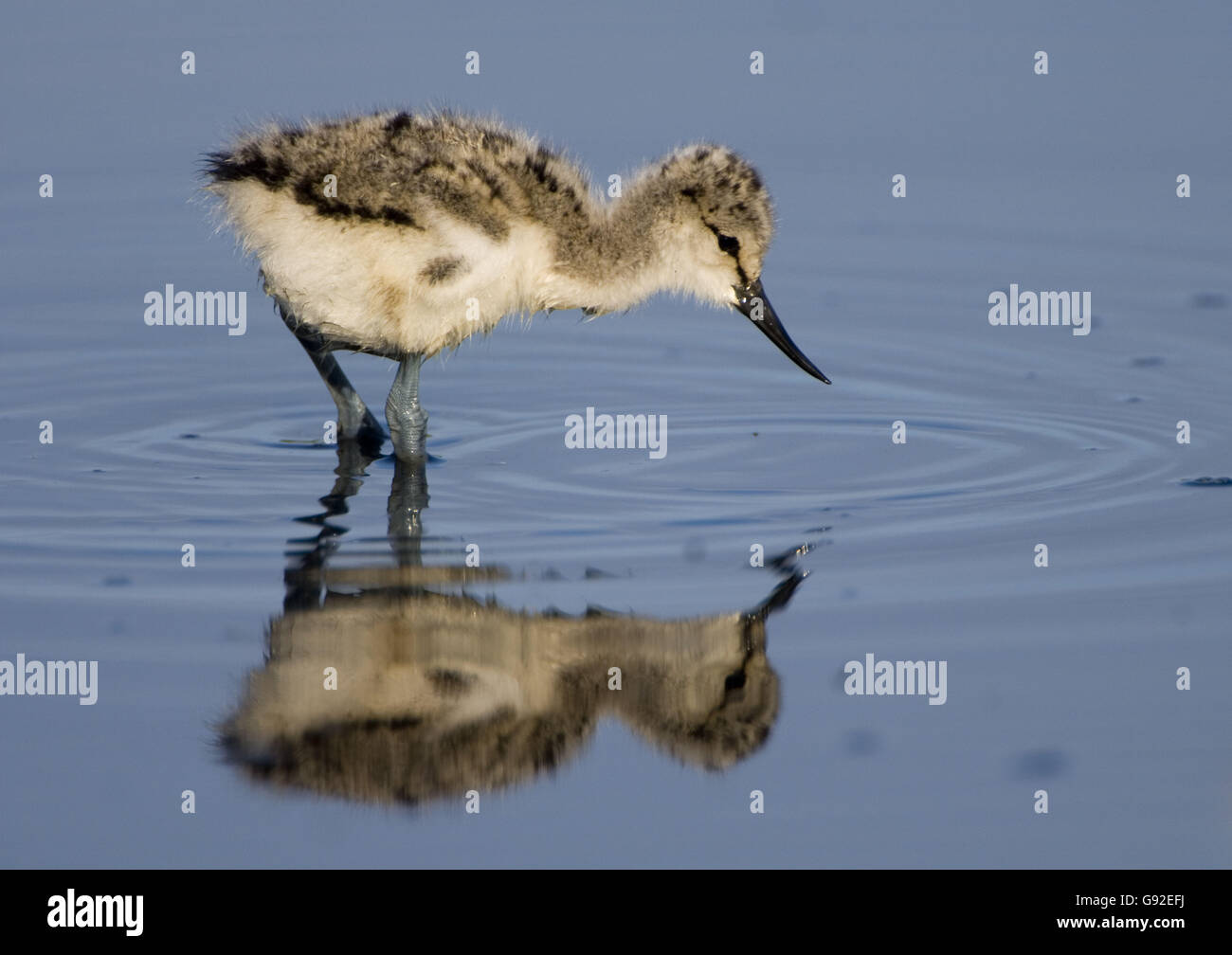 Avocet, chick / (Recurvirostra avosetta) Stock Photo