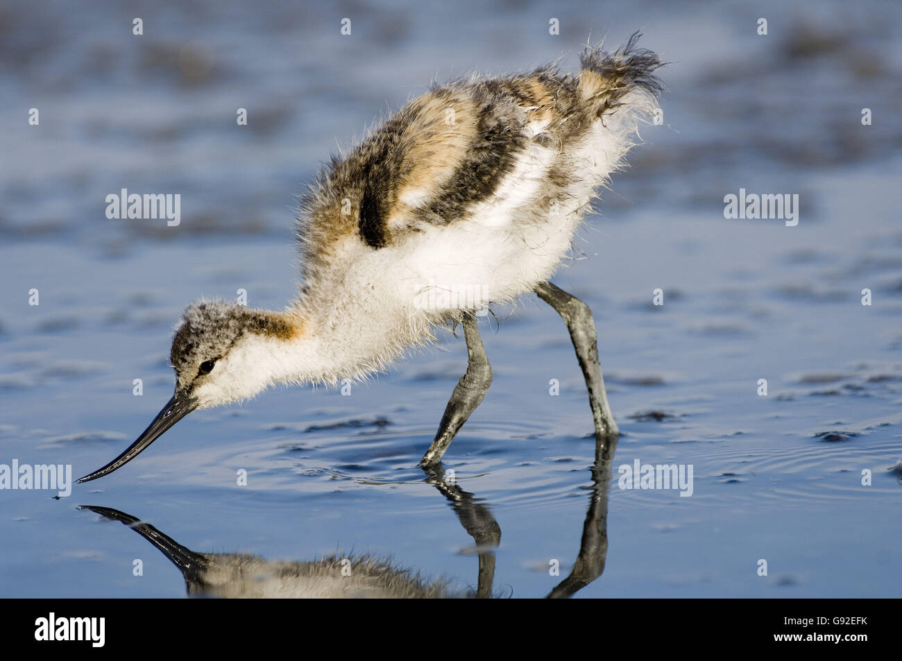 Avocet, chick / (Recurvirostra avosetta) / side Stock Photo