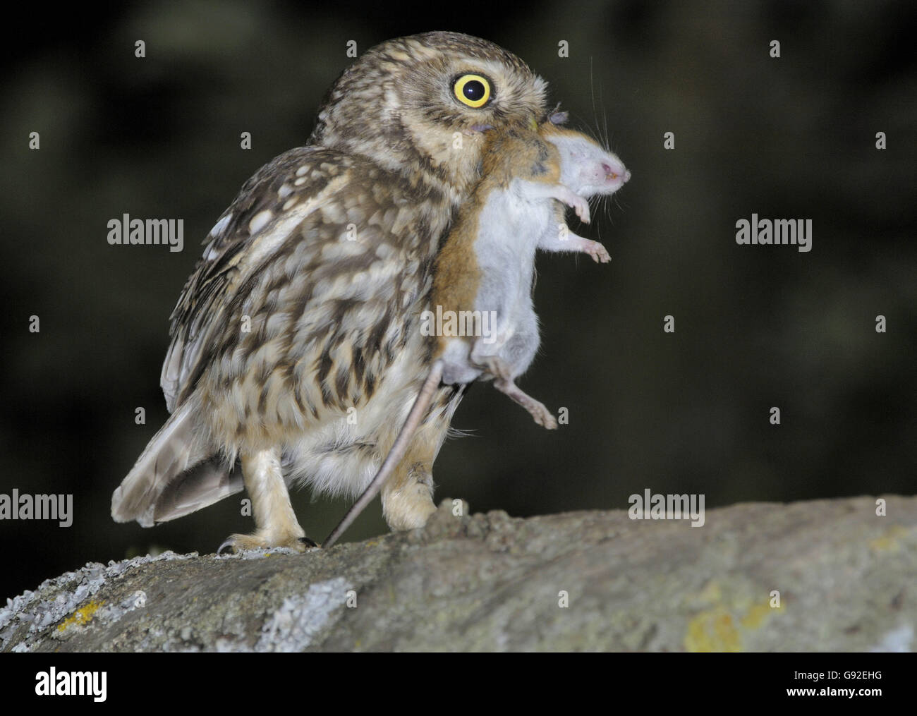 Little owl with mouse prey hi-res stock photography and images - Alamy