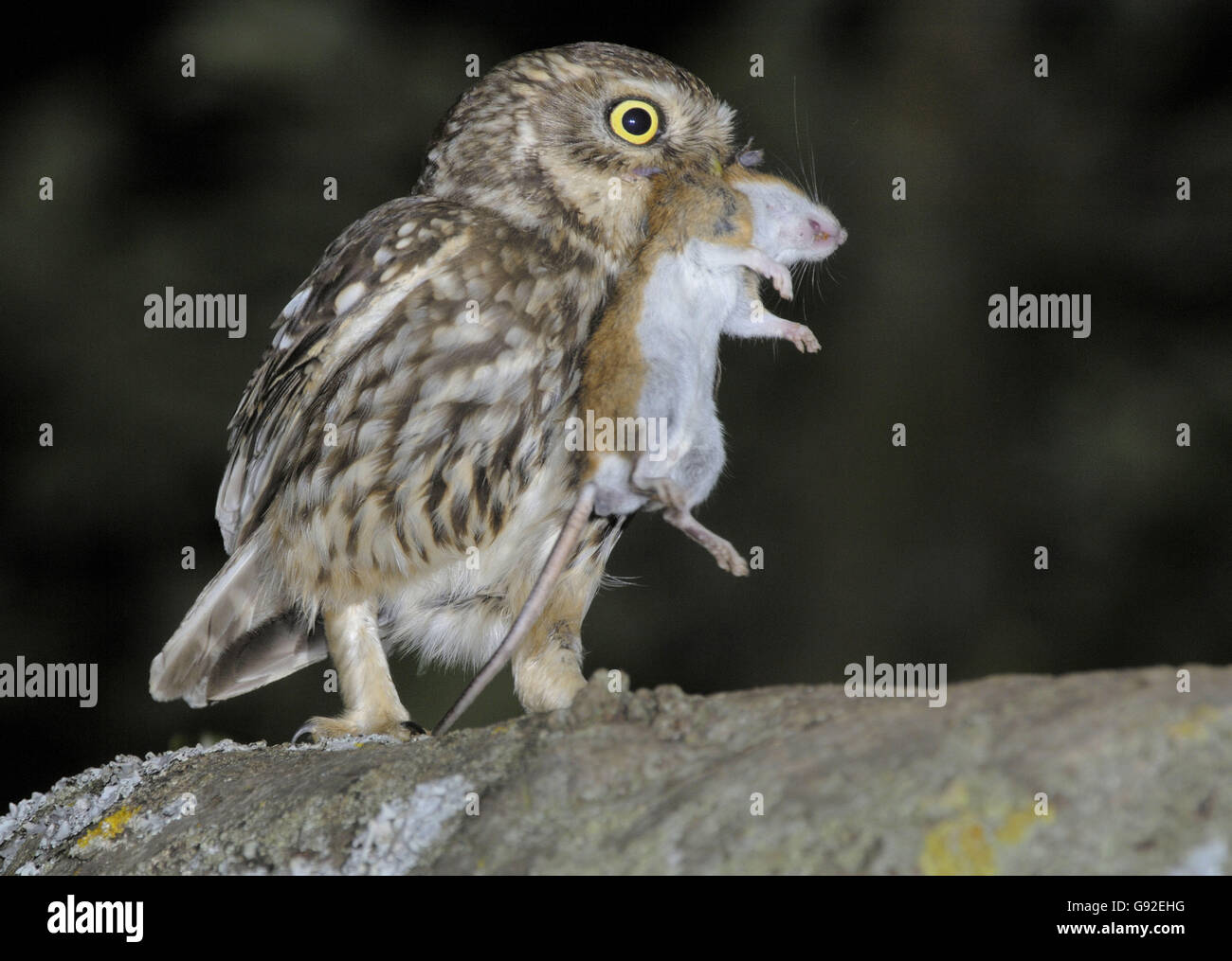 Mouse Prey Little Owl with mouse prey, Germany / (Athene noctua Stock Photo - Alamy