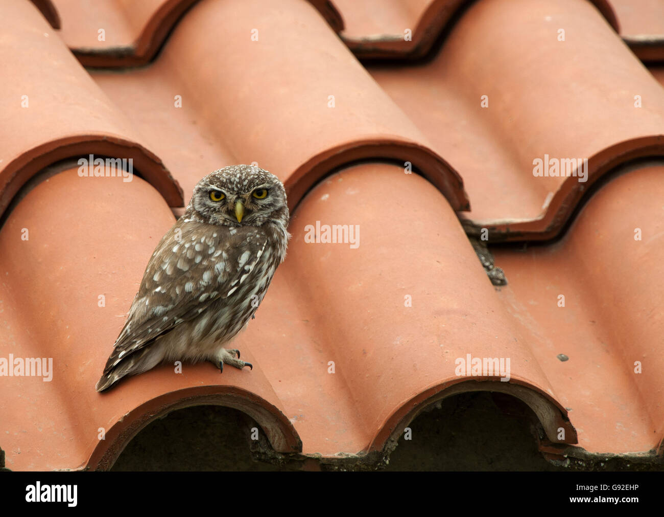 Full of birds on its roof hires stock photography and images Alamy