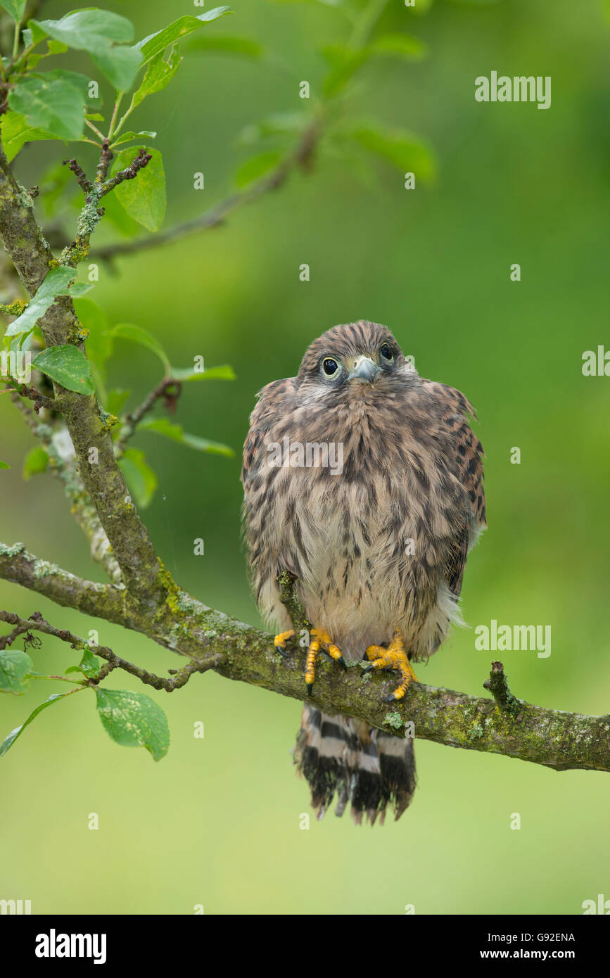 Common Kestrel, fledgeling / (Falco tinnunculus) Stock Photo