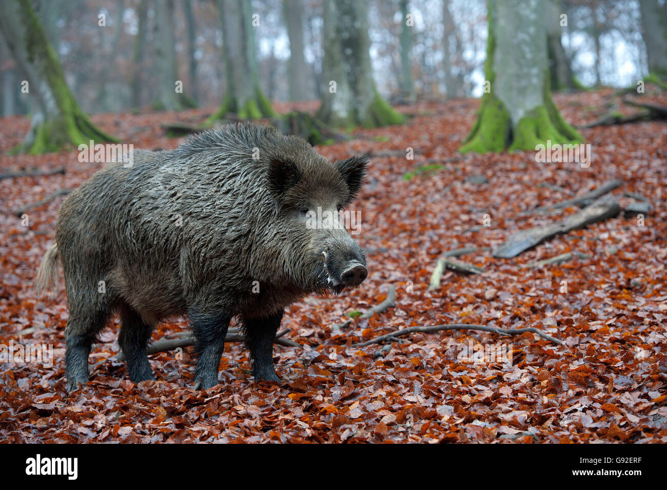 Wild Boar, male / (Sus scrofa) Stock Photo