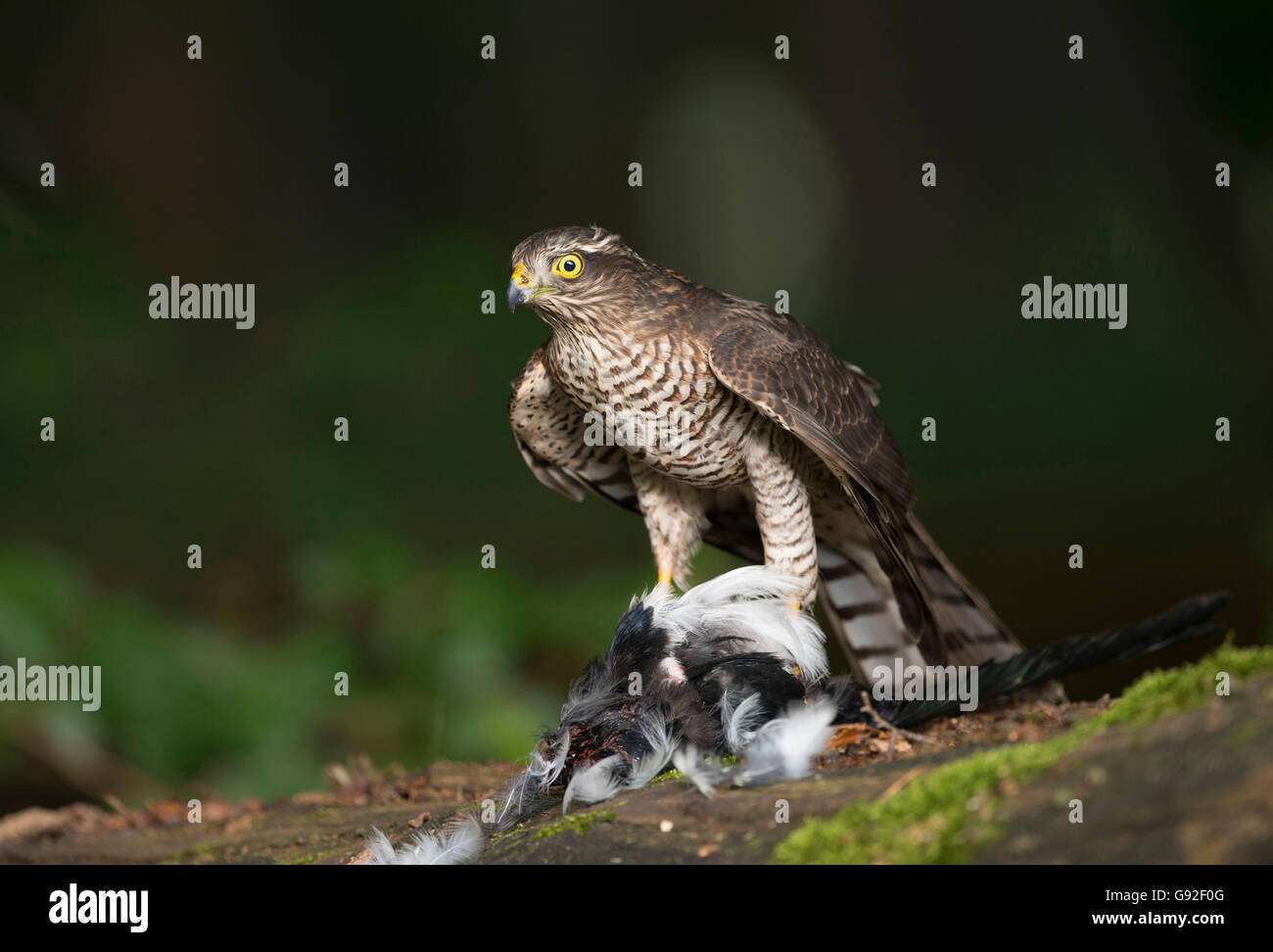 Northern Sparrow Hawk with prey / (Accipiter nisus) Stock Photo