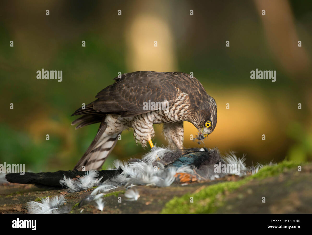 Northern Sparrow Hawk with prey / (Accipiter nisus) Stock Photo