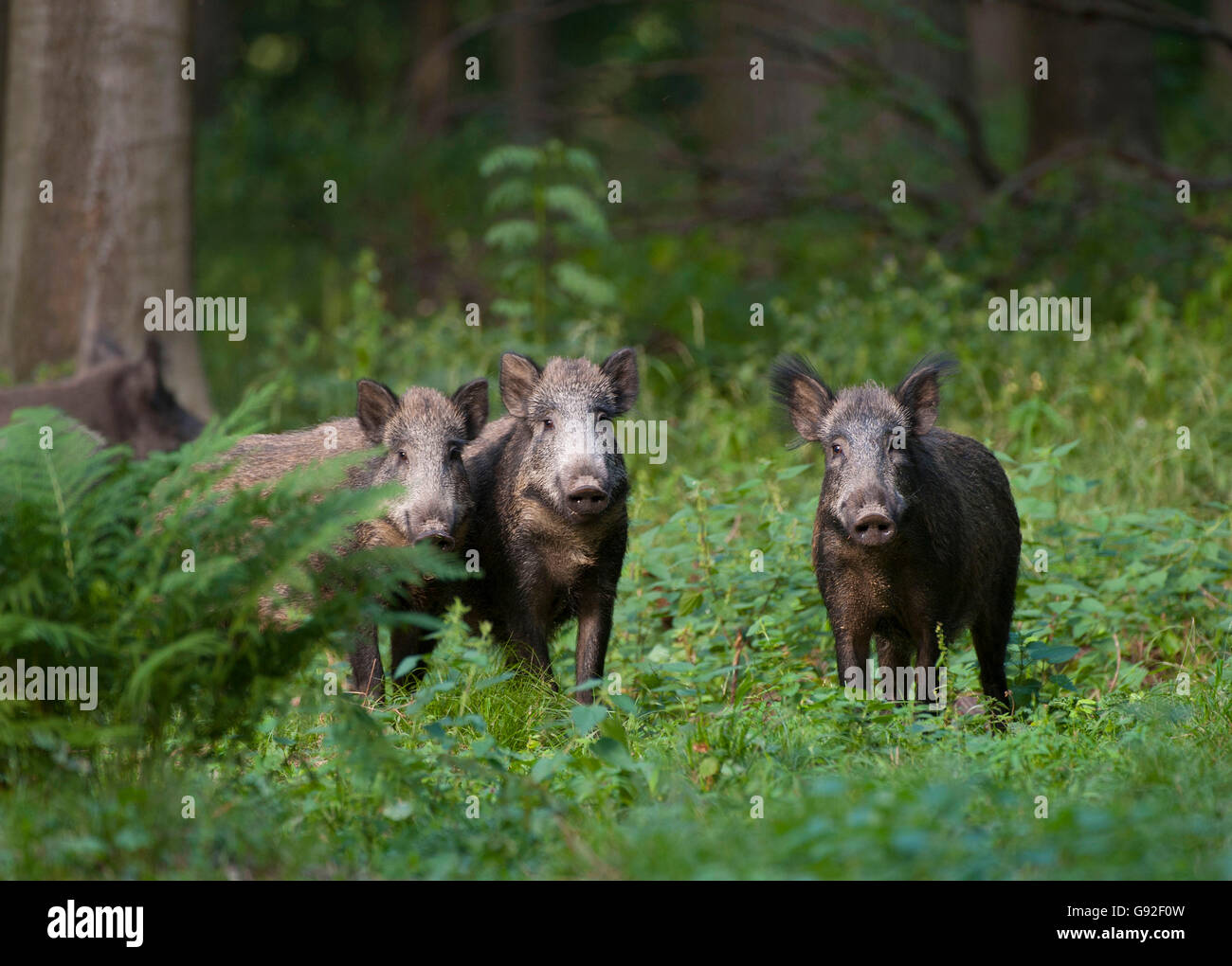 Scorfa Wild boar boars hi-res stock photography and images - Alamy