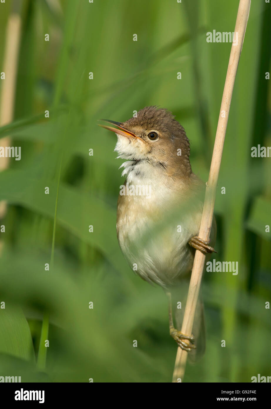 Reed Warbler (Acrocephalus scirpaceus) Stock Photo