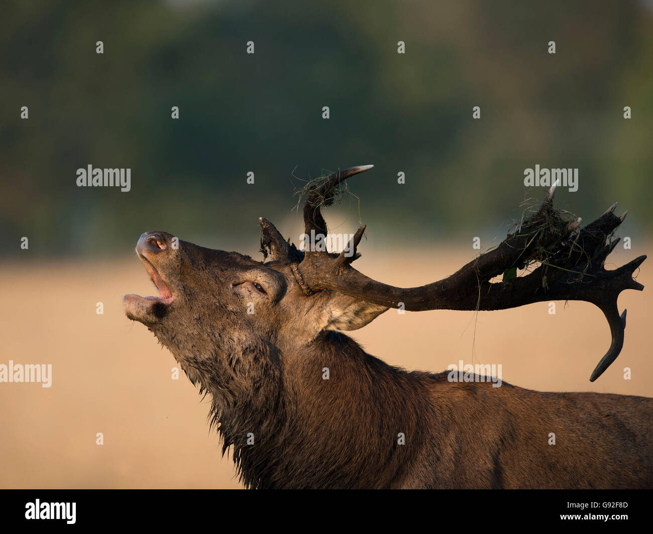 Red deer, male, Denmark / (Cervus elaphus) Stock Photo