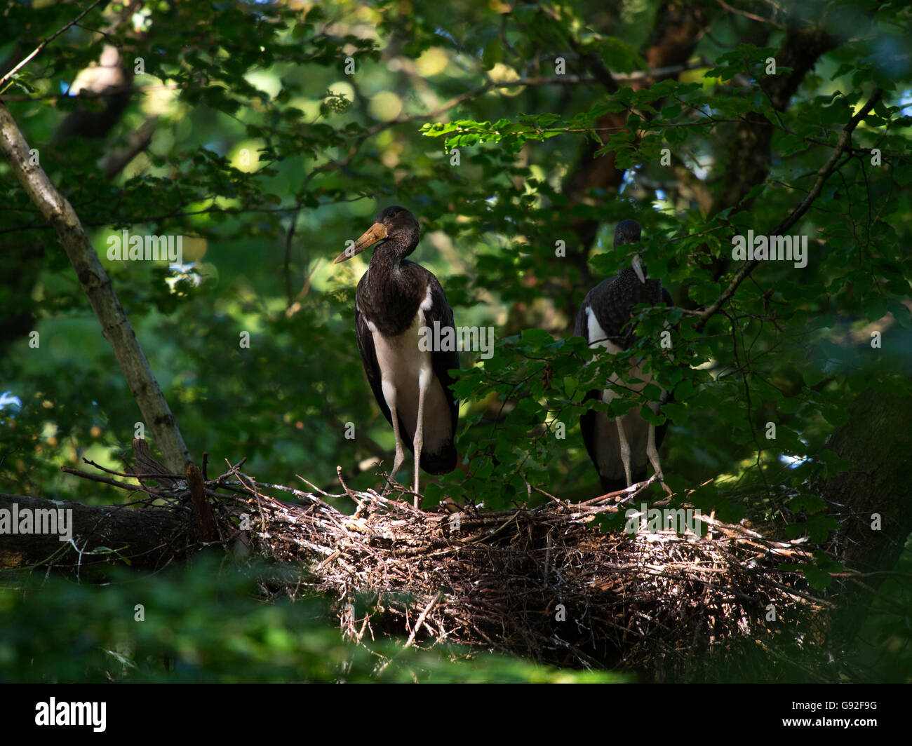 Black Storks at nest (Ciconia nigra) Stock Photo