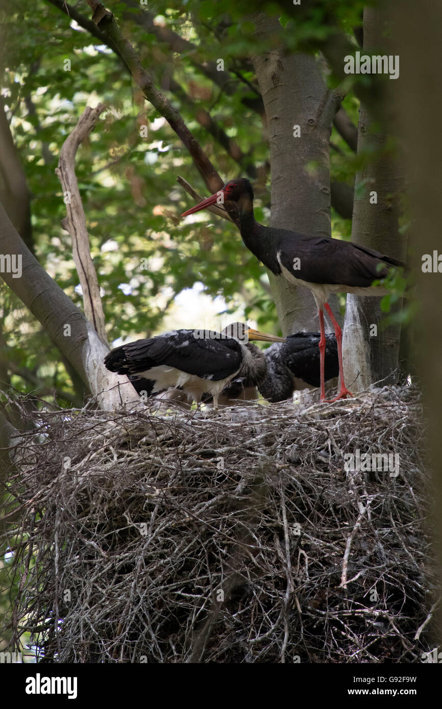 Black Stork with youngs at nest (Ciconia nigra) Stock Photo