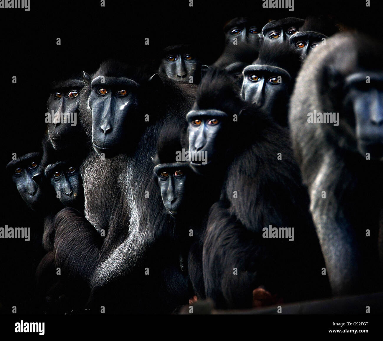 Crested Macaques - Dublin Zoo. A group of Crested Macaques, more used to tropical rainforests in indonesia, huddle for warmth in Dublin Zoo. Stock Photo