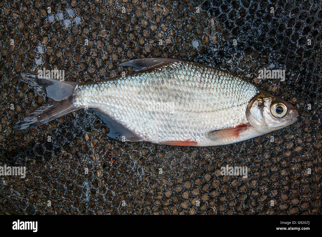 Freshwater fish just taken from the water. One silver bream or white bream fish on black fishing net. Stock Photo