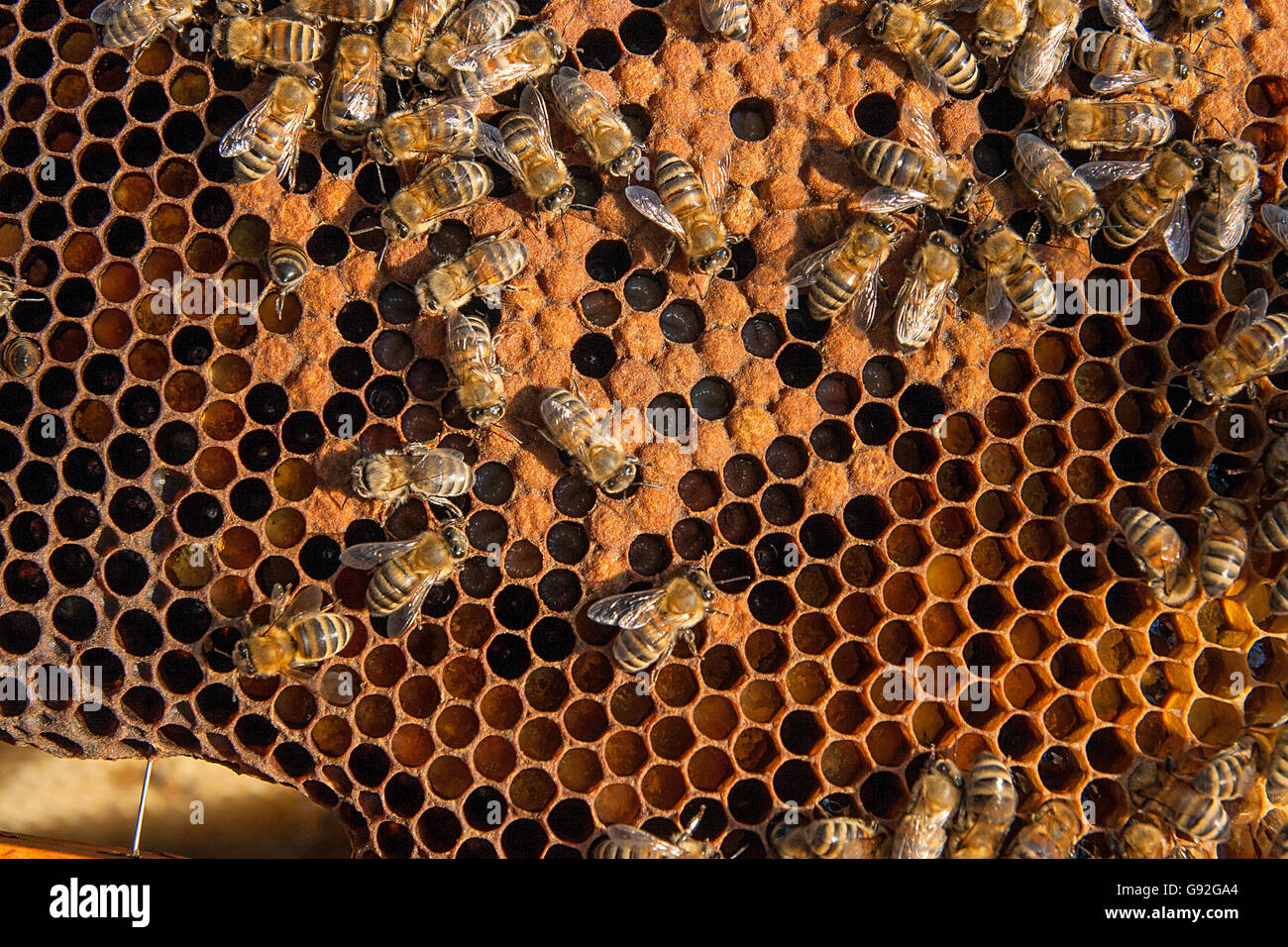Busy bees inside hive with open and sealed cells for their young. Birth