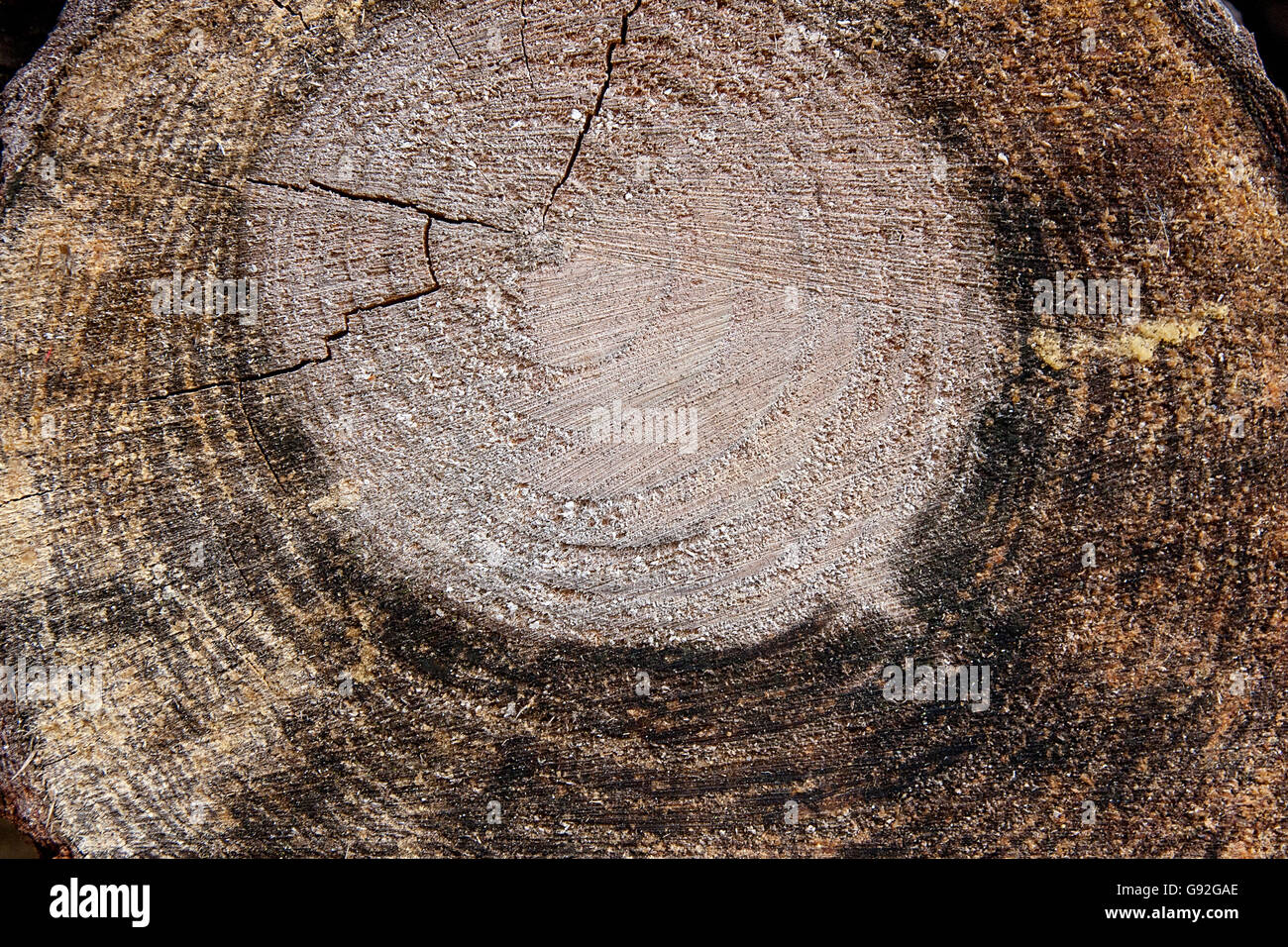 Close up view of cross section of tree trunk showing growth rings
