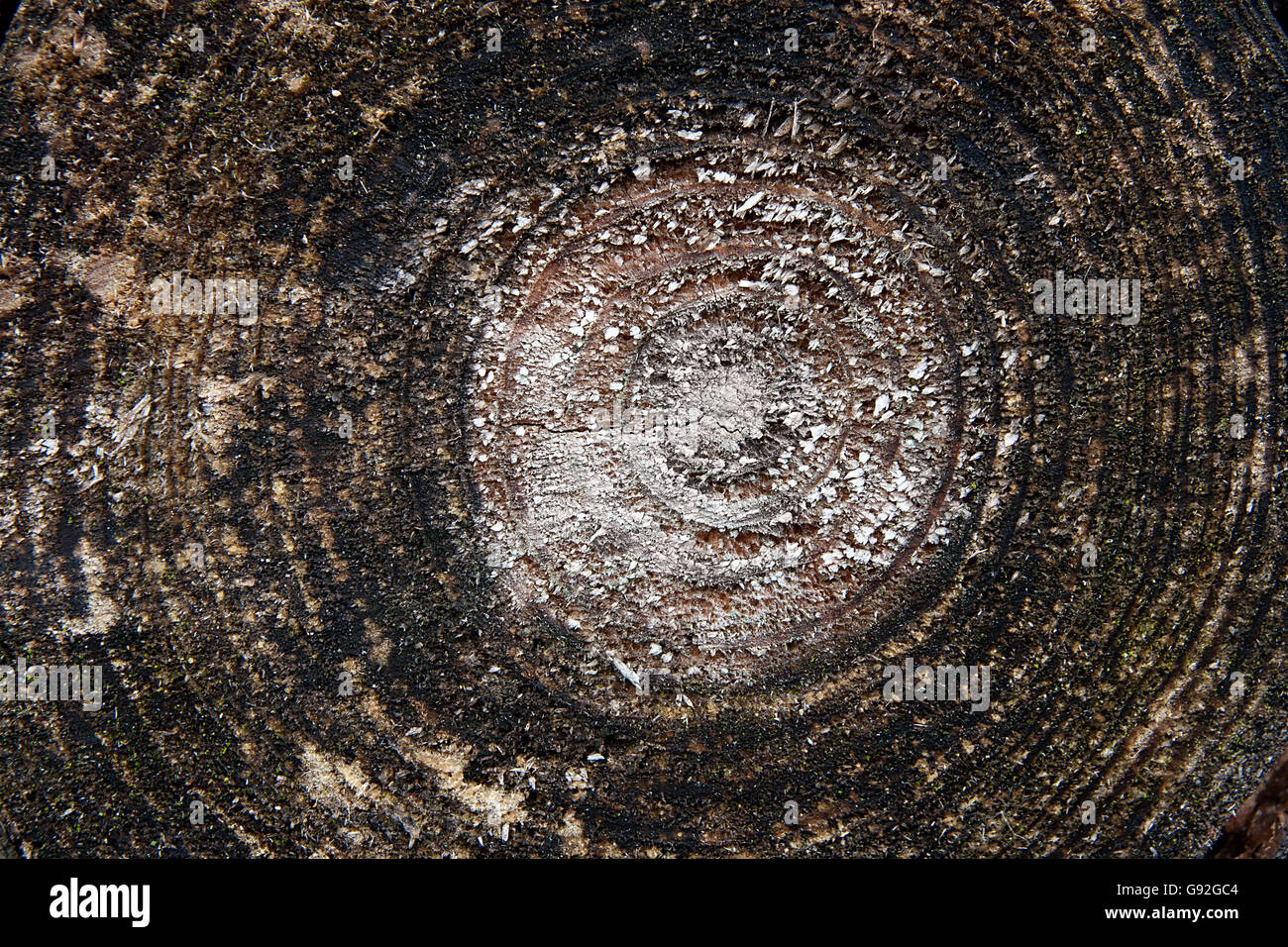 Close up view of cross section of tree trunk showing growth rings