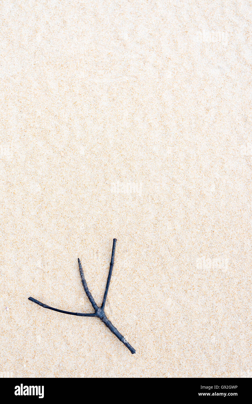 Twig on sand, copy space, nature background Stock Photo