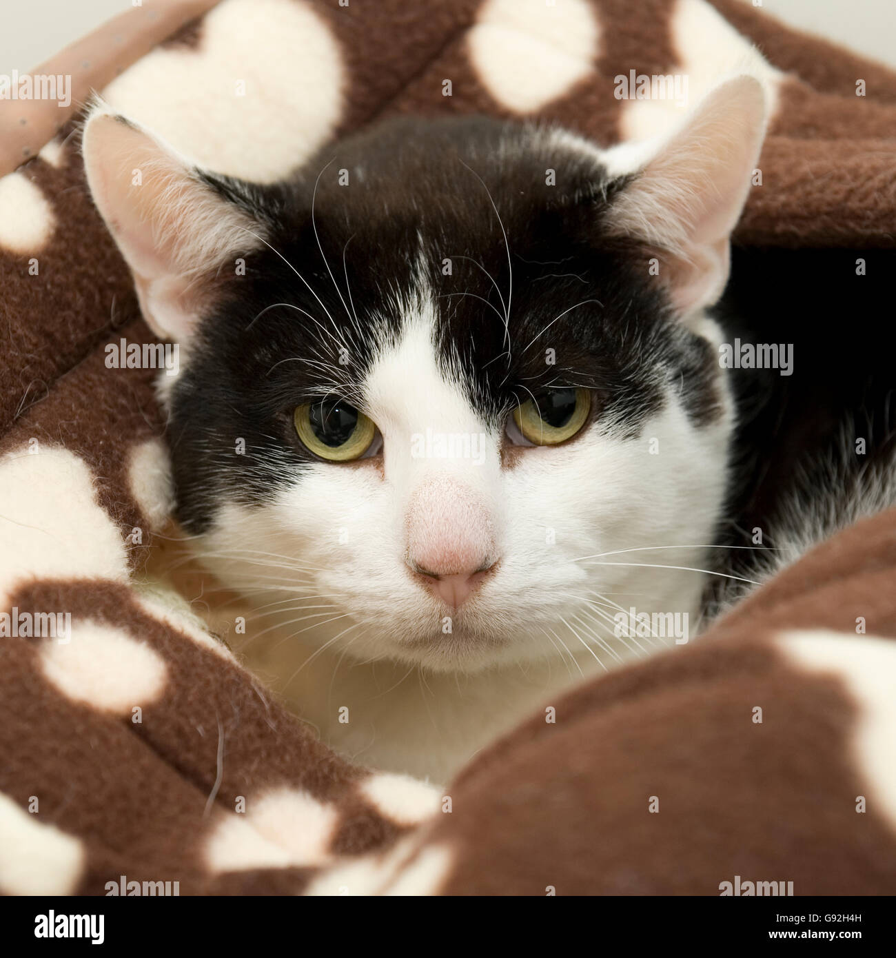 cat Stock Photo