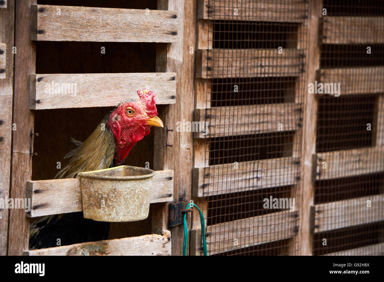 chicken farm cage Stock Photo