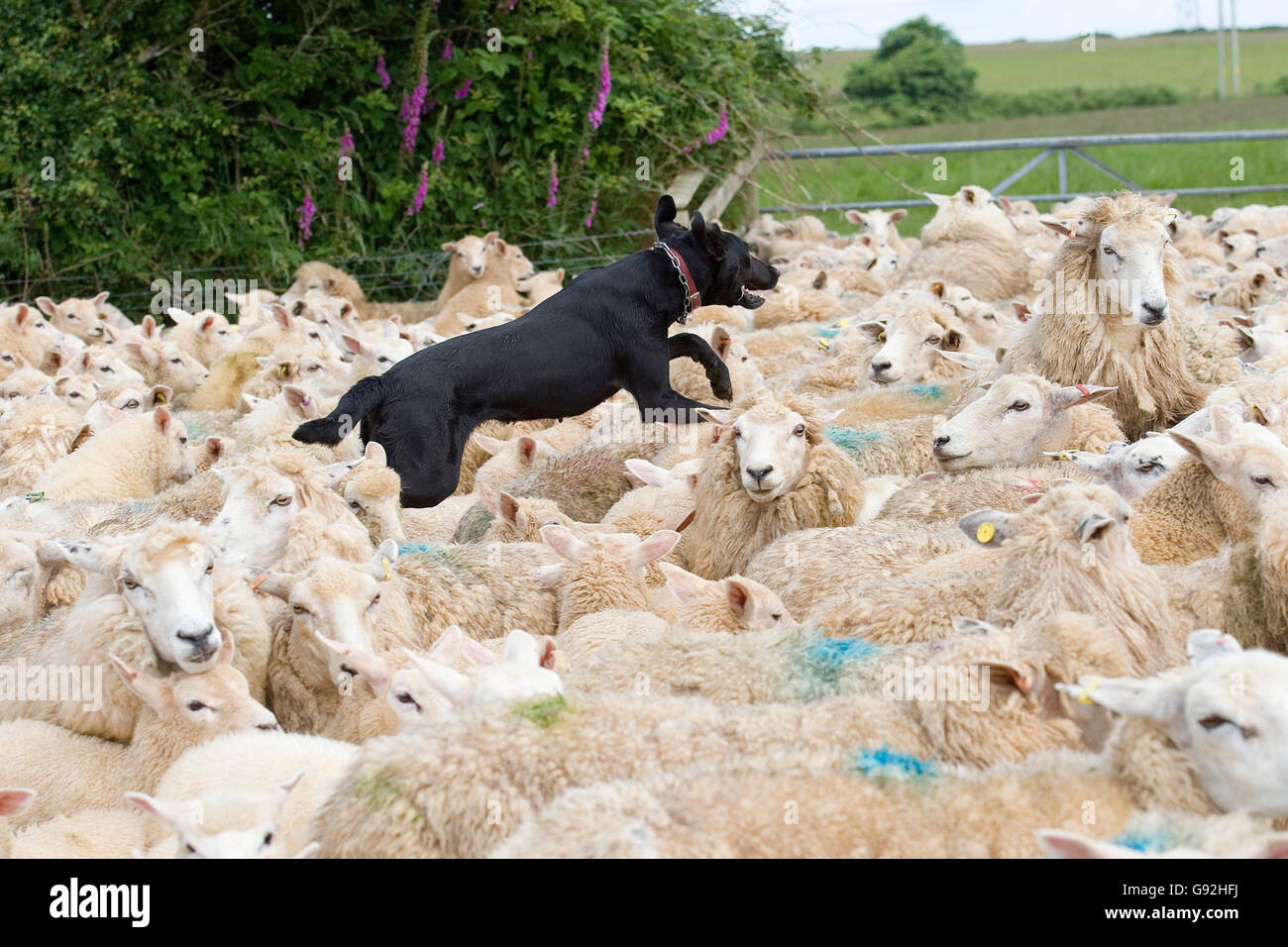 new zealand huntaway running across sheep backs Stock Photo