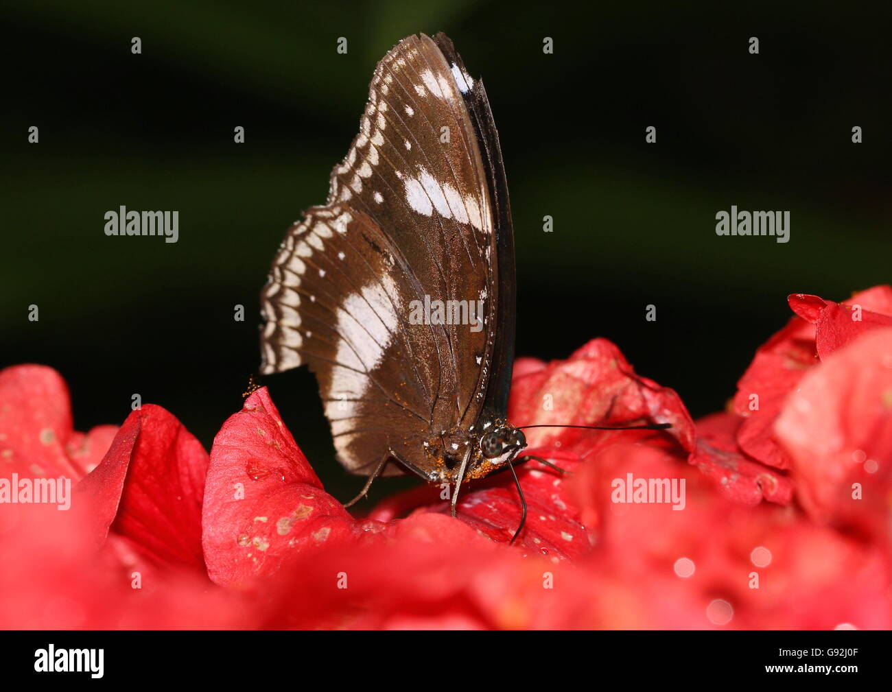 Common brown butterfly sucking on nectar from hibiscus flowers. Stock Photo