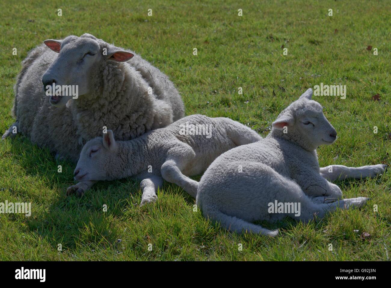 Texel Sheep, Lower Rhine, North Rhine-Westphalia, Germany Stock Photo