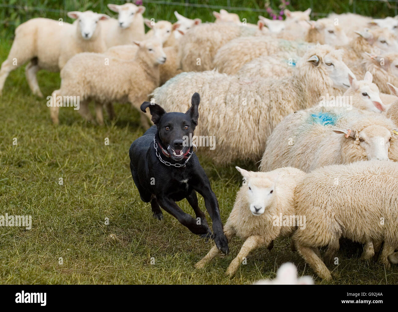 new zealand huntaway Stock Photo