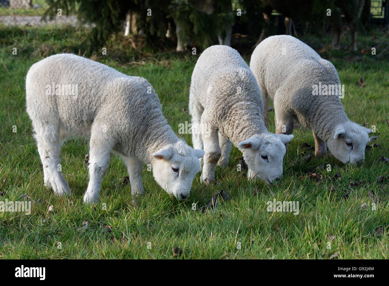 Texel Sheep, Lower Rhine, North Rhine-Westphalia, Germany Stock Photo