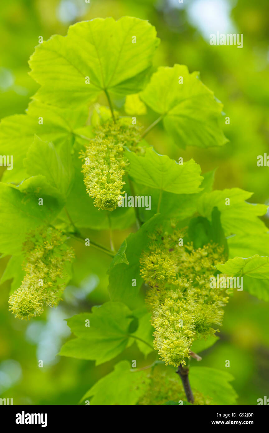 Sycomore Tree Germany Sycamore, Germany / (Acer pseudoplatanus Stock Photo - Alamy