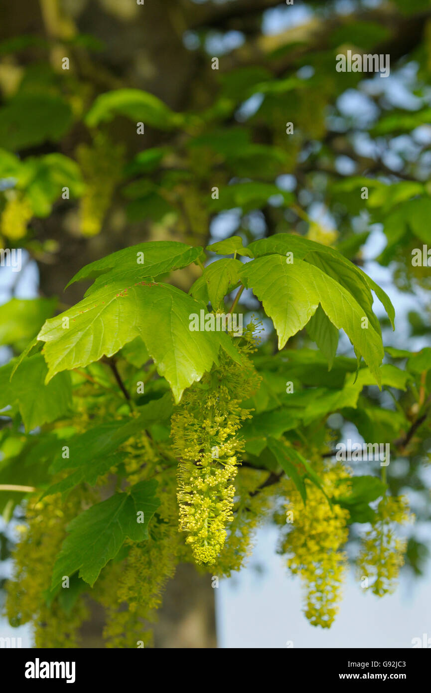 Sycomore Tree Germany Sycamore, Germany / (Acer pseudoplatanus Stock Photo - Alamy