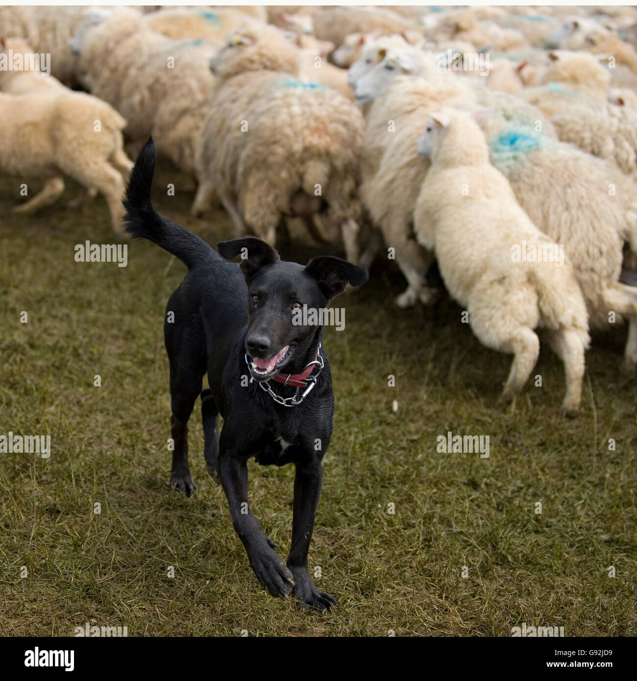new zealand huntaway dog with sheep Stock Photo
