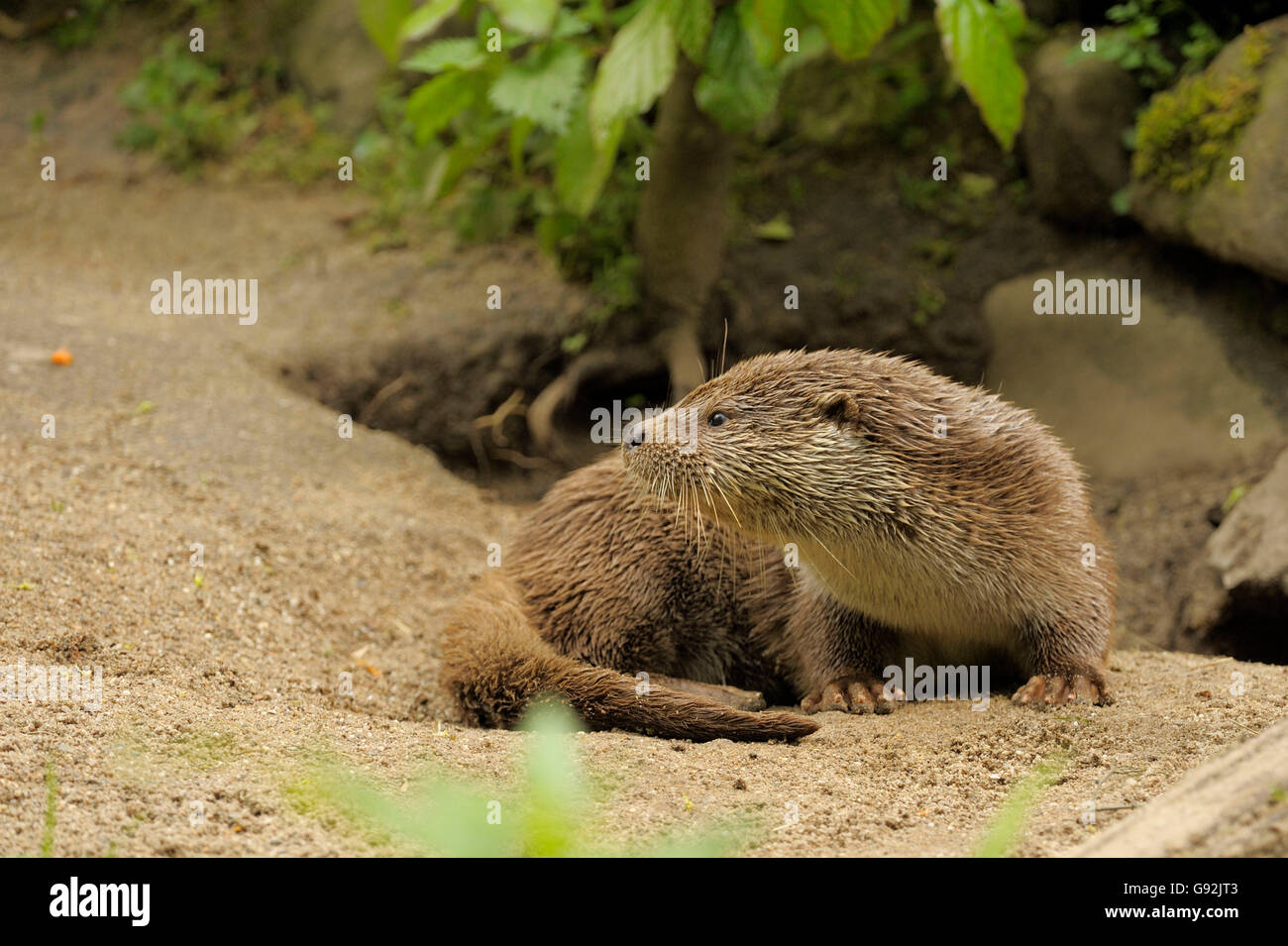 European River Otter, young / (Lutra lutra) Stock Photo