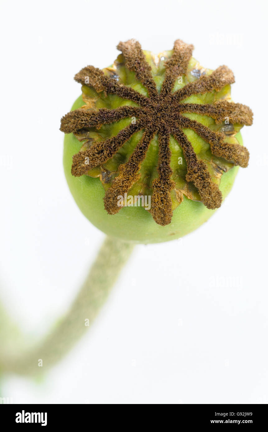 Oriental Poppy, pistil / (Papaver orientale) Stock Photo