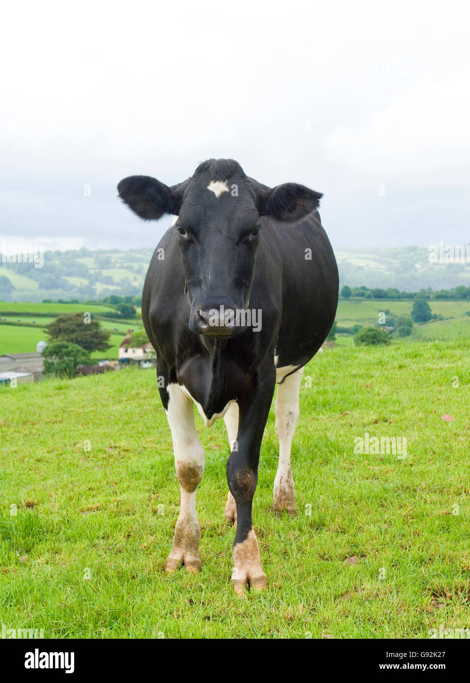 friesian dairy cow Stock Photo