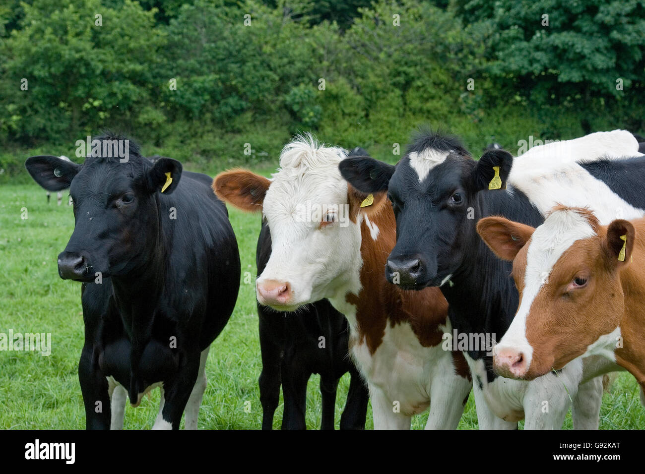 Line of cows hires stock photography and images Alamy