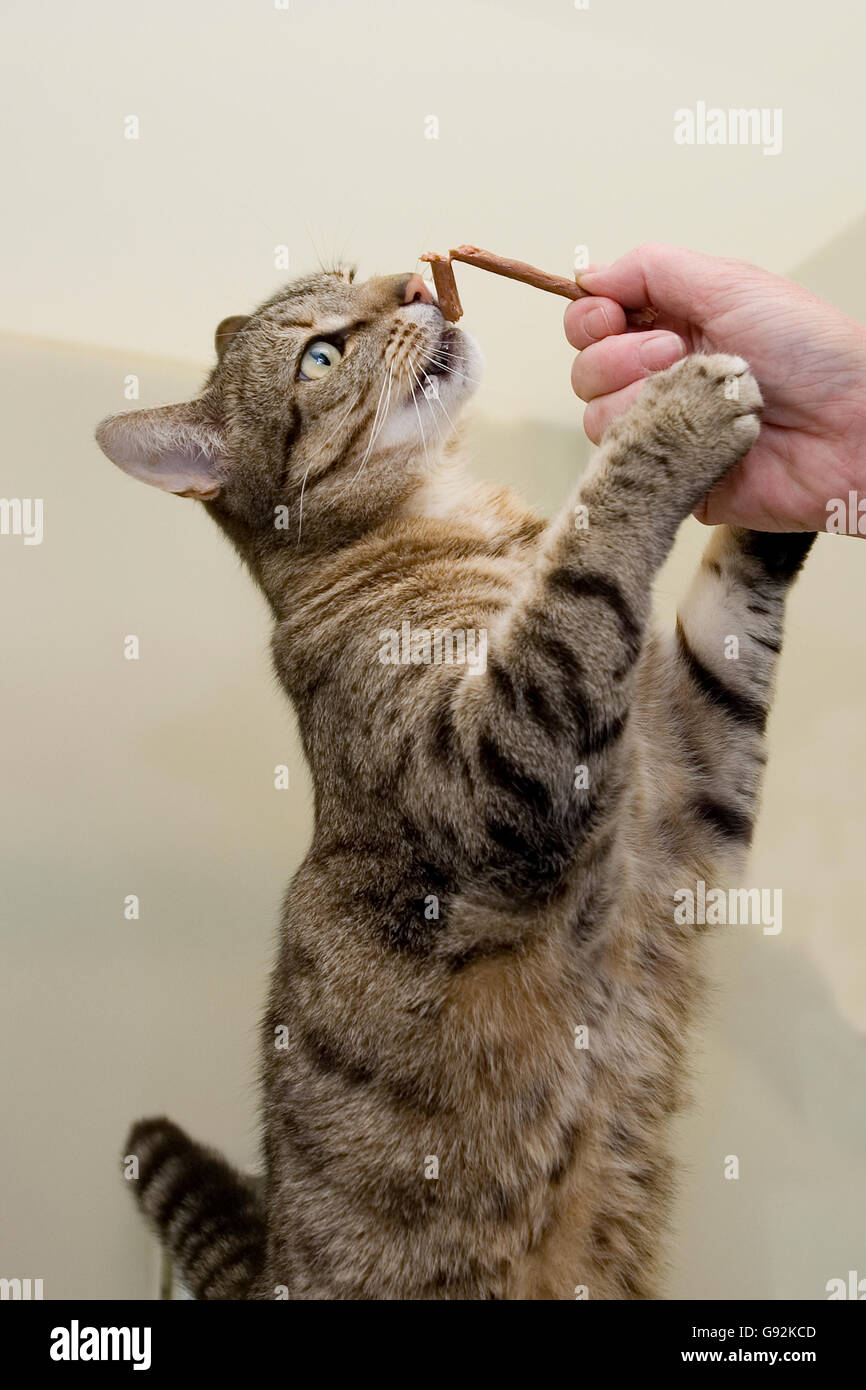 cat eating treats Stock Photo