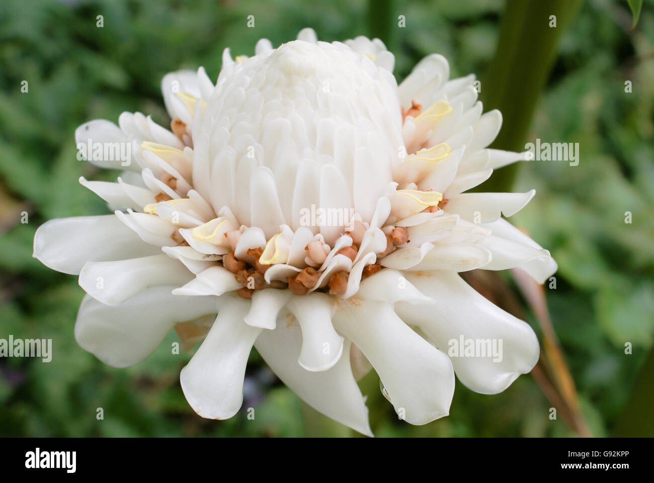 White torch ginger flower, Etlingera elatior in tropical garden