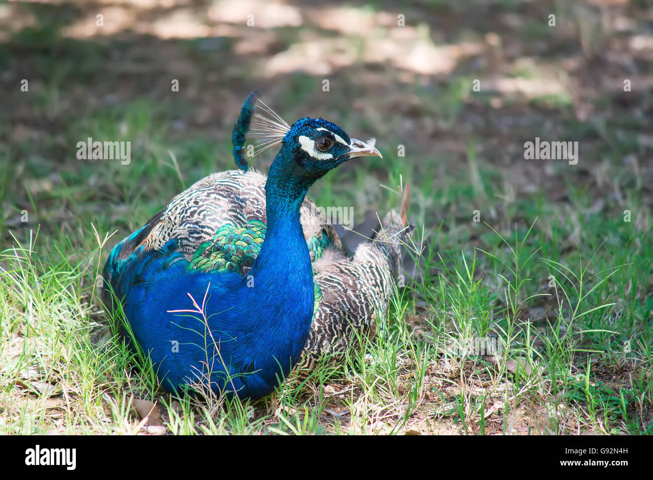 close up of a male peacock in the park Stock Photo - Alamy