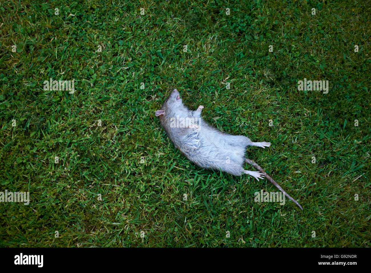 Dead rat lying on it's back on a garden lawn Stock Photo Alamy